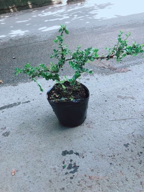 Linh Sam Núi Bonsai