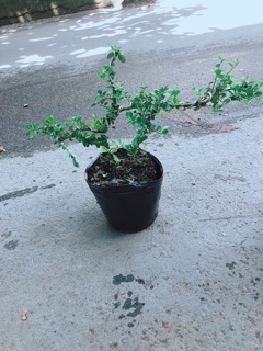 Linh Sam Núi Bonsai