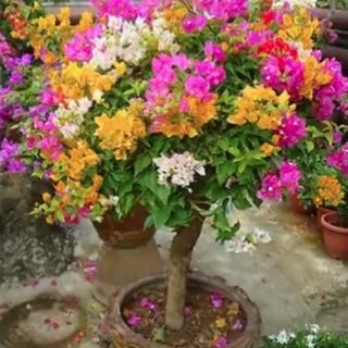 Cây giấy ngũ sắc....hot