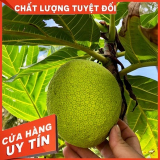 Cây Sa kê Giống - Cây Bánh Mì Giống Cành Chiết Cao 1m-2m