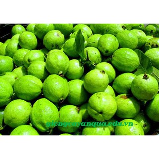 Cây giống Ổi Đông Dư [ Cây ghép, cho trái sớm, siêu trái ].