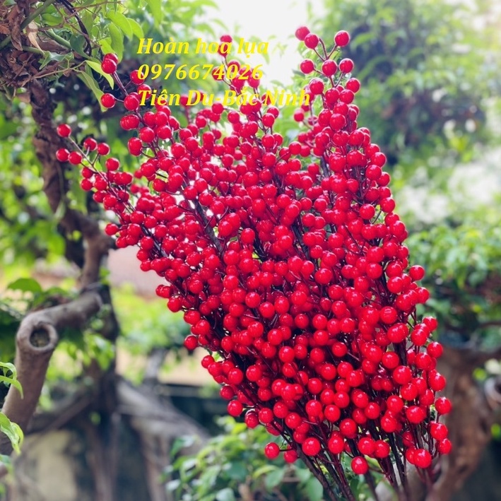 Đào đông đỏ cao cấp, một cành 12 nhánh hàng đẹp to tròn, hàng laoji 1 không dính quả