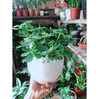 Chậu ngũ gia bì để bàn