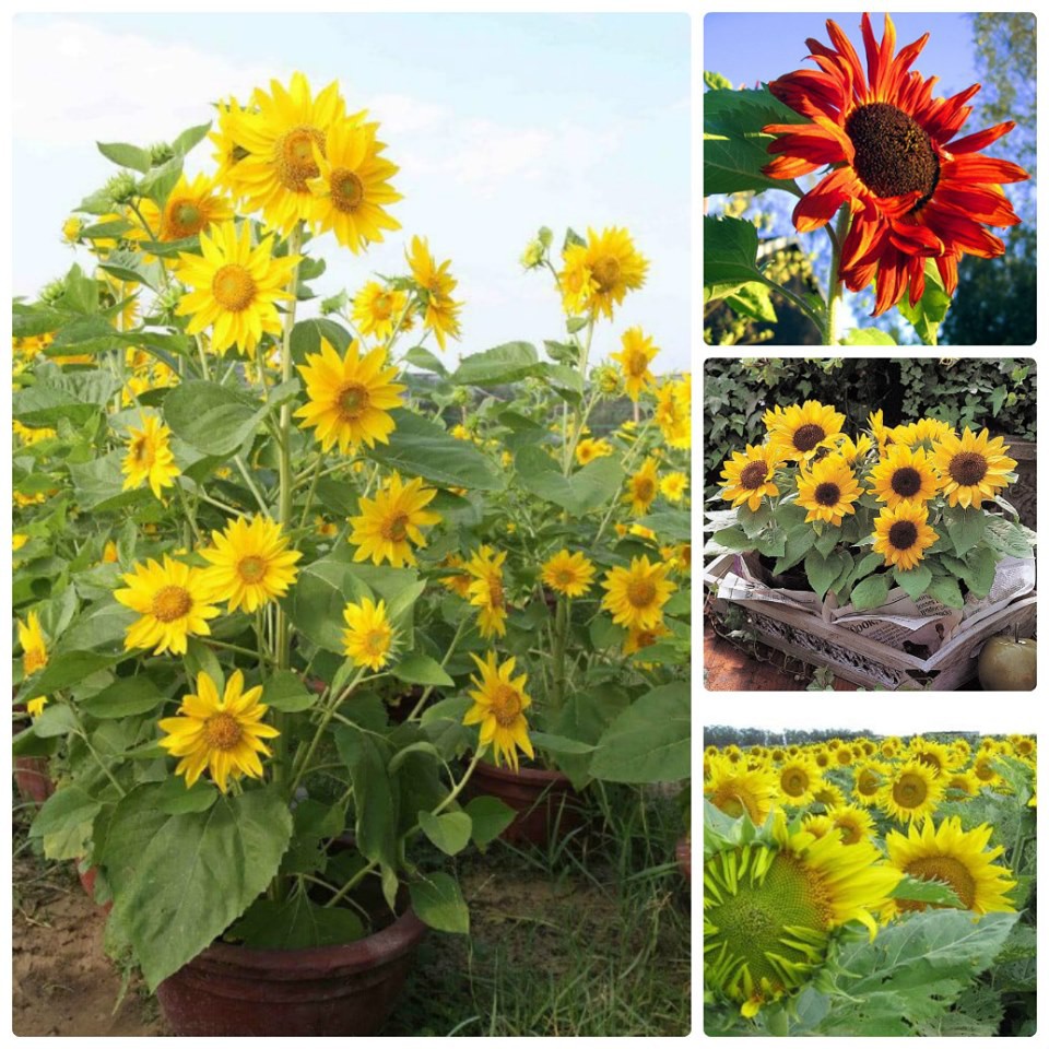 50 Viên Nén Ươm Hạt