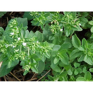 hạt giống cỏ ngọt f1