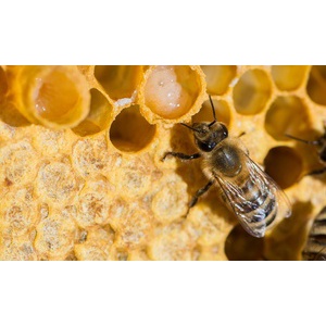 Mật Ong Tracybee chai thủy tinh 600ml