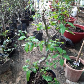 Tao mỹ lùn