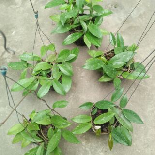 giò hoa lan cẩm cù, hoa màu đỏ đã thuần chậu