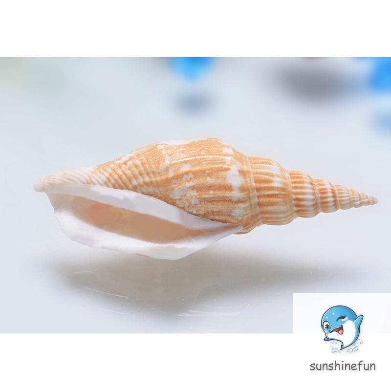 100G Vỏ Sò / Ốc Biển Trang Trí Bể Cá