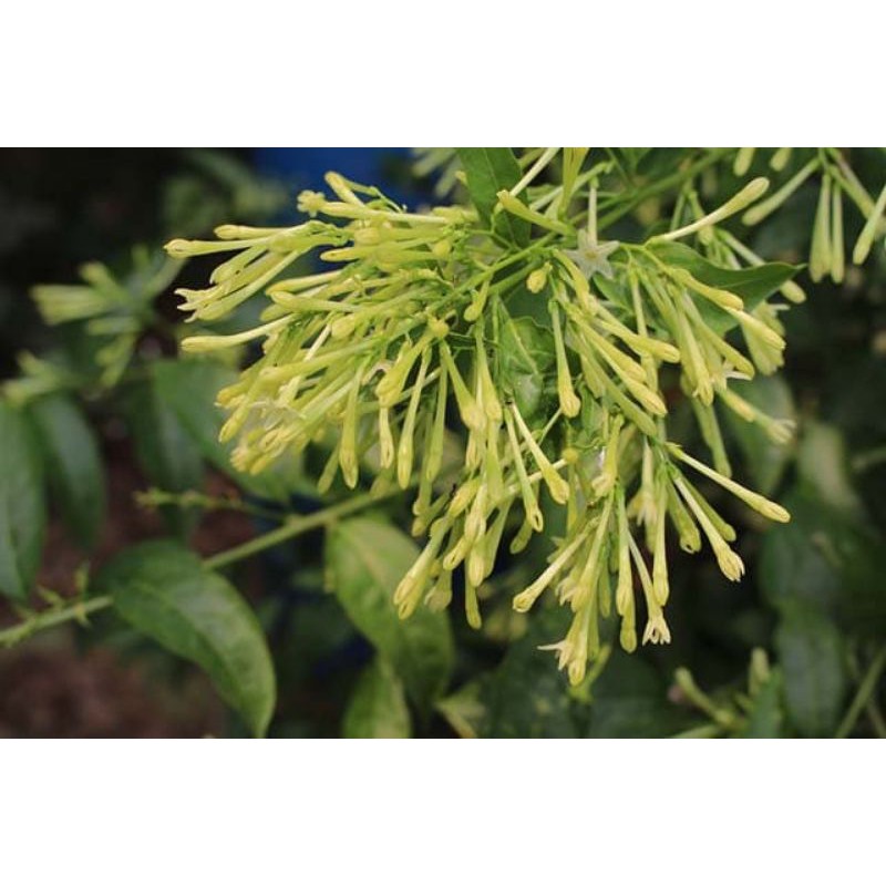 Hoa dạ lý hương