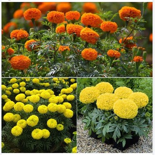 Bộ 5 gói hạt giống hoa cúc vạn thọ Mỹ TẶNG 1 thuốc kích thích hạt nảy mầm