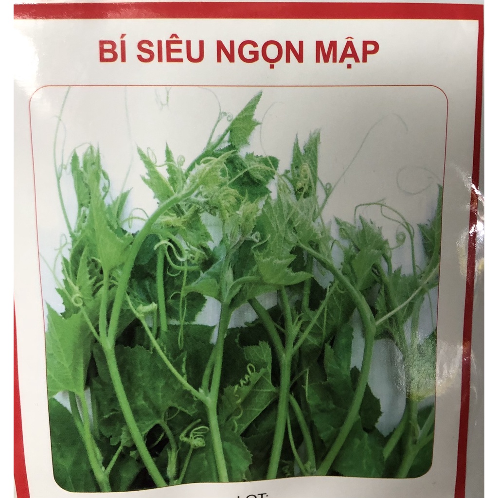 Hạt giống: Bí non ngọn mập - Bí siêu ngọn mập
