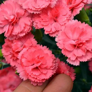 Hạt giống hoa Cẩm Chướng MIX (Dianthus) - 100 Hạt