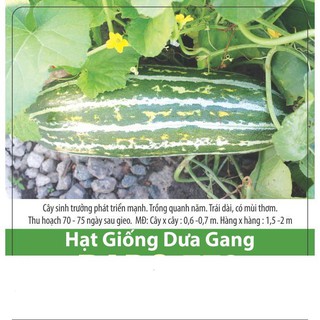 Hạt giống dưa gang cao sản 1gr