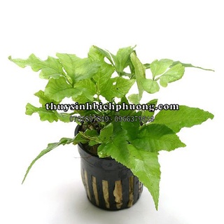 DƯƠNG XỈ LÁ ỔI - CÂY THUỶ SINH DỄ TRỒNG KHÔNG CO2