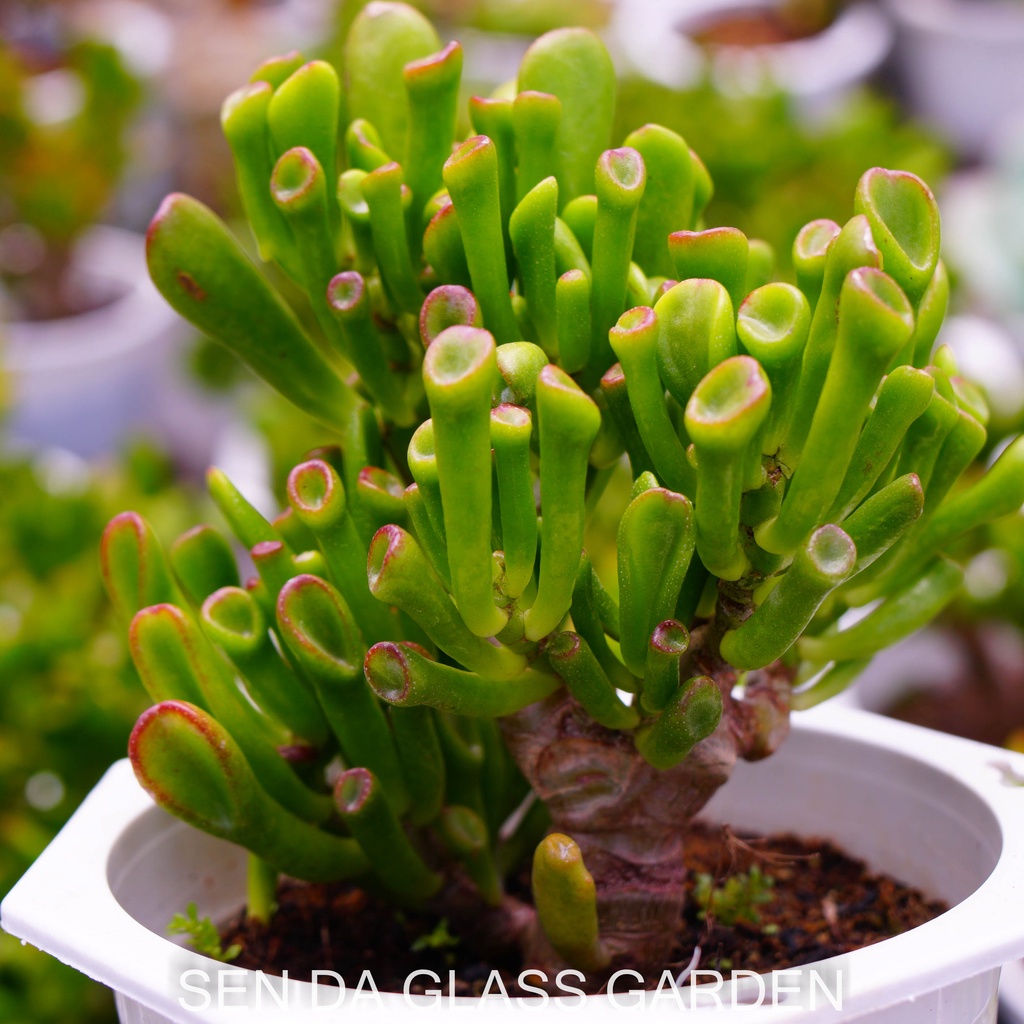 Sen đá ống điếu Gốc thụ chậu lớn 15cm GLASS GARDEN, Bao Khỏe, Thuần khí hậu Đà Lạt