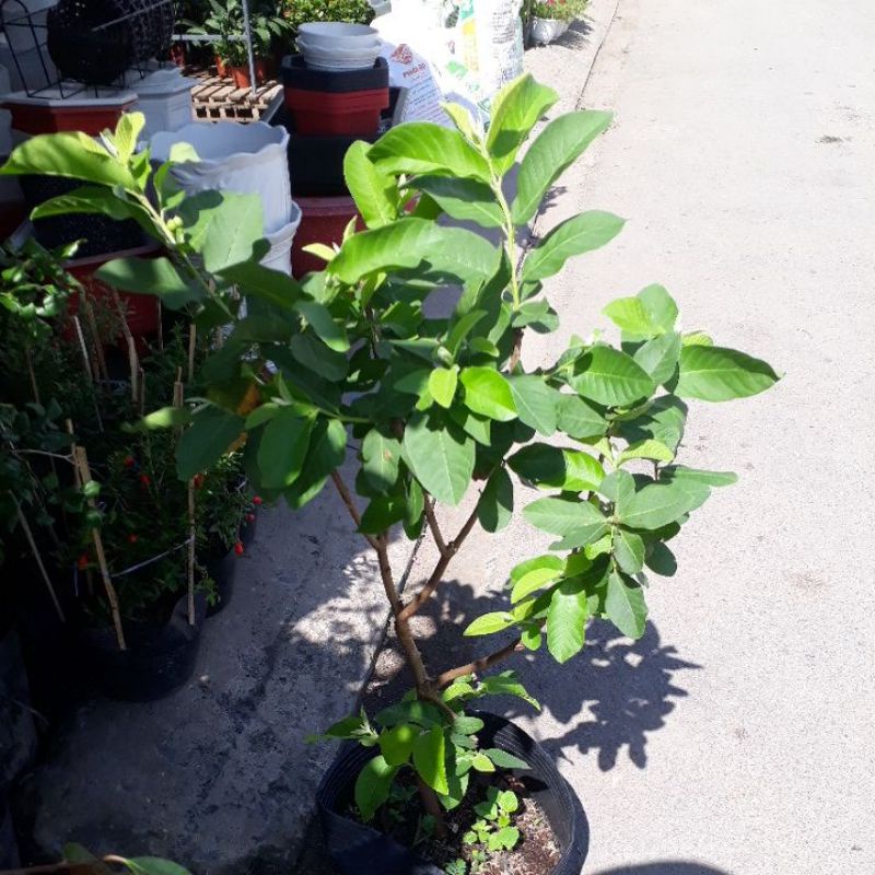 Cây ổi nữ hoàng đag bông