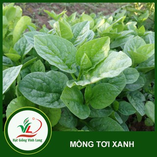 Hạt giống rau mồng tơi RD 38 - 20g