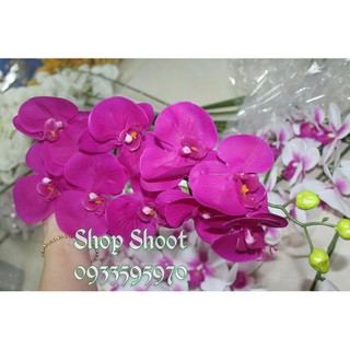 LAN CAO SU 9BÔNG MÀU TÍM SEN( HÀNG LOẠI 1)