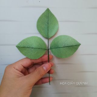 KÉO RĂNG CƯA, RĂNG BẦU