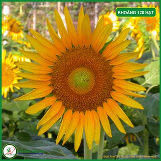 Hạt giống hoa Hướng Dương TN 282