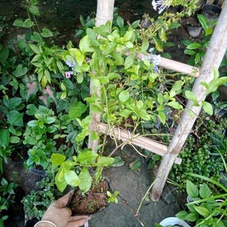 Cây thanh điệp, Cây thanh xà