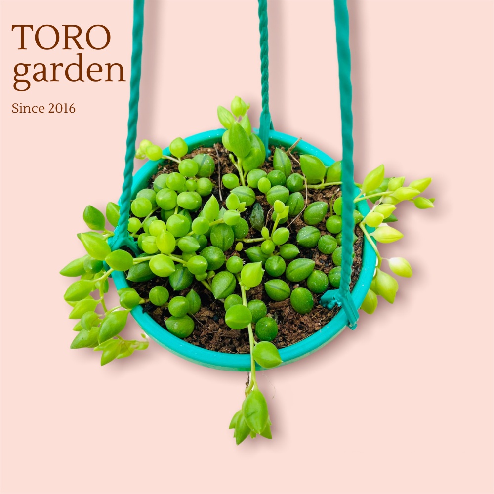 Combo 5 loại sen đá sedum trồng chậu treo Đà Lạt size 9cm cây cảnh trang trí nhà cửa Toro garden