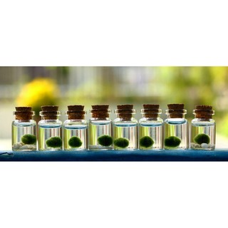 Tảo Cầu Marimo Nhật Bản