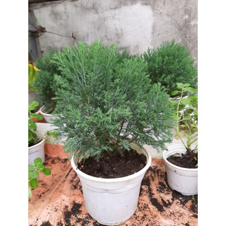 Cây Tùng Bồng Lai