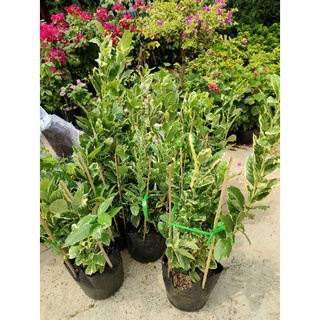 Cây chanh lá màu cẩm thạch ( cao 50cm)