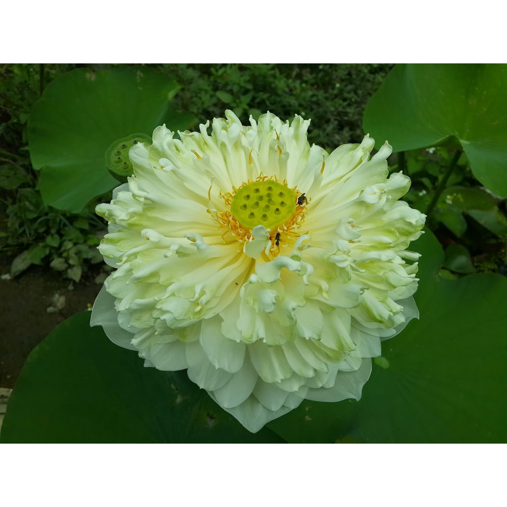 10 Hạt giống Sen Bách Diệp Hoa Nở Trăm Cánh 2 màu Trắng Hồng Kèm quà tặng và hướng dẫn ươm trồng