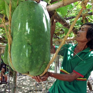 Hạt giống bí đao xanh khổng lồ - 5 hạt