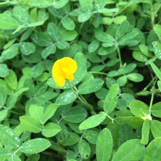 Cây Cỏ Lạc (Cỏ Tiên) (HÀNG NHƯ HÌNH)