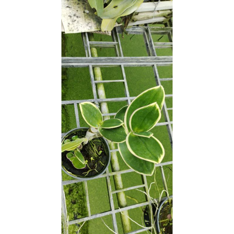 Den chớp thongchai gold