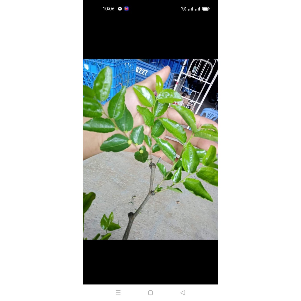 Cây táo tàu hồ lô - hồng táo hồ lô  đang hoa sắp trái cây cao 90-100cm - ship toàn quốc