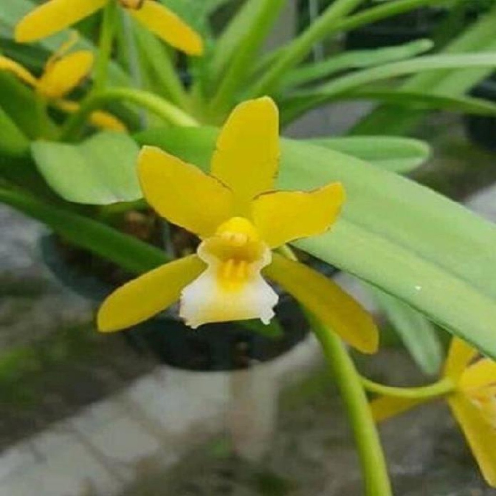 HÀNG CHUẨN Hoa phong lan kiếm vàng