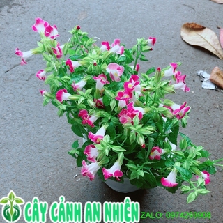 Hoa ban sê hồng
