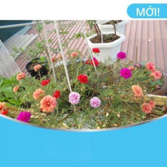 🌸HOA🌸Hoa Mười Giờ Kép Mix - cực đẹp, dễ trồng [ Tặng kèm 1 kích rễ siêu đậm đặc -pha 24l nước]