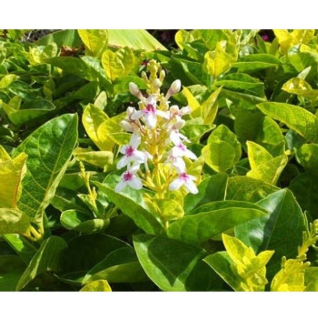 Cây Ô rô gân vàng