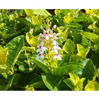 Cây Ô rô gân vàng