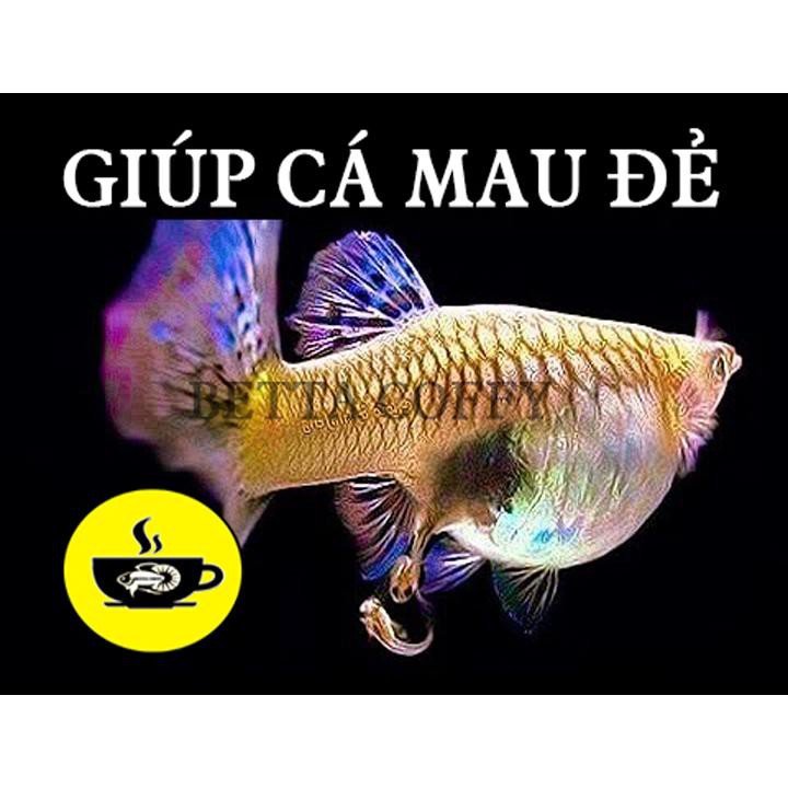 [Mã PET50K giảm Giảm 10% - Tối đa 50K đơn từ 250K] Cám Inve 3/5  Thức ăn cho cá mới lớn