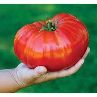 [GIÁ GỐC] Hạt giống cà chua khổng lồ 1kg/ quả - 20 hạt