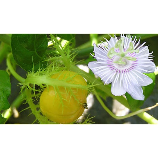 50 Hạt giống cây chùm bao