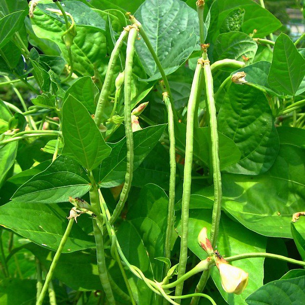20GR HẠT GIỐNG ĐẬU ĐŨA NGỌT