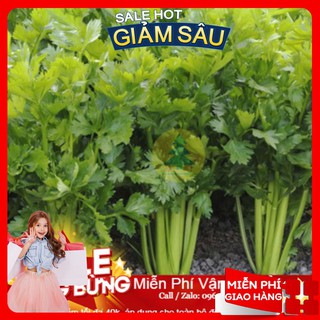 Hạt Giống Cần Tây -100 Hạt / Gói