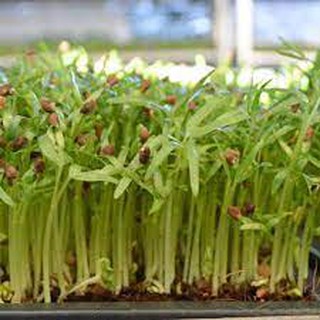 1 KG HẠT GIỐNG MẦM RAU MUỐNG THÁI LAN