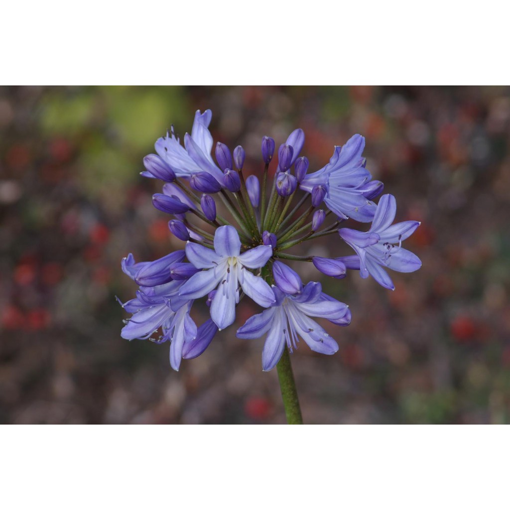 Ống kính máy ảnh Samyang MC 70-210mm f4-5.6 MF Canon FD  - 10573