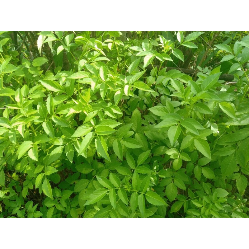 1kg cây cơm cháy