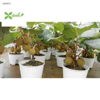 Hạt Giống Kiwi - 30 Hạt