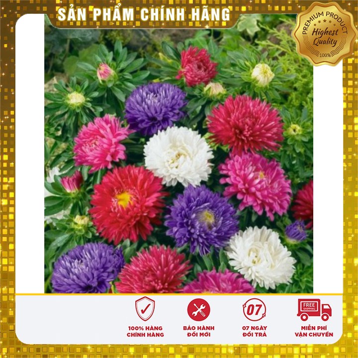 Hạt giống hoa cúc Đà Lạt LUCKY SEEDS -50 hạt